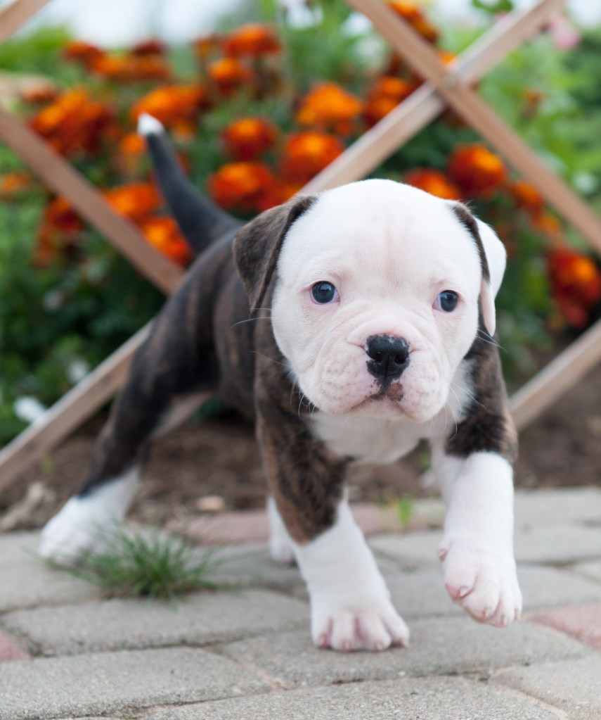 American Bulldog puppy playing on the porch.