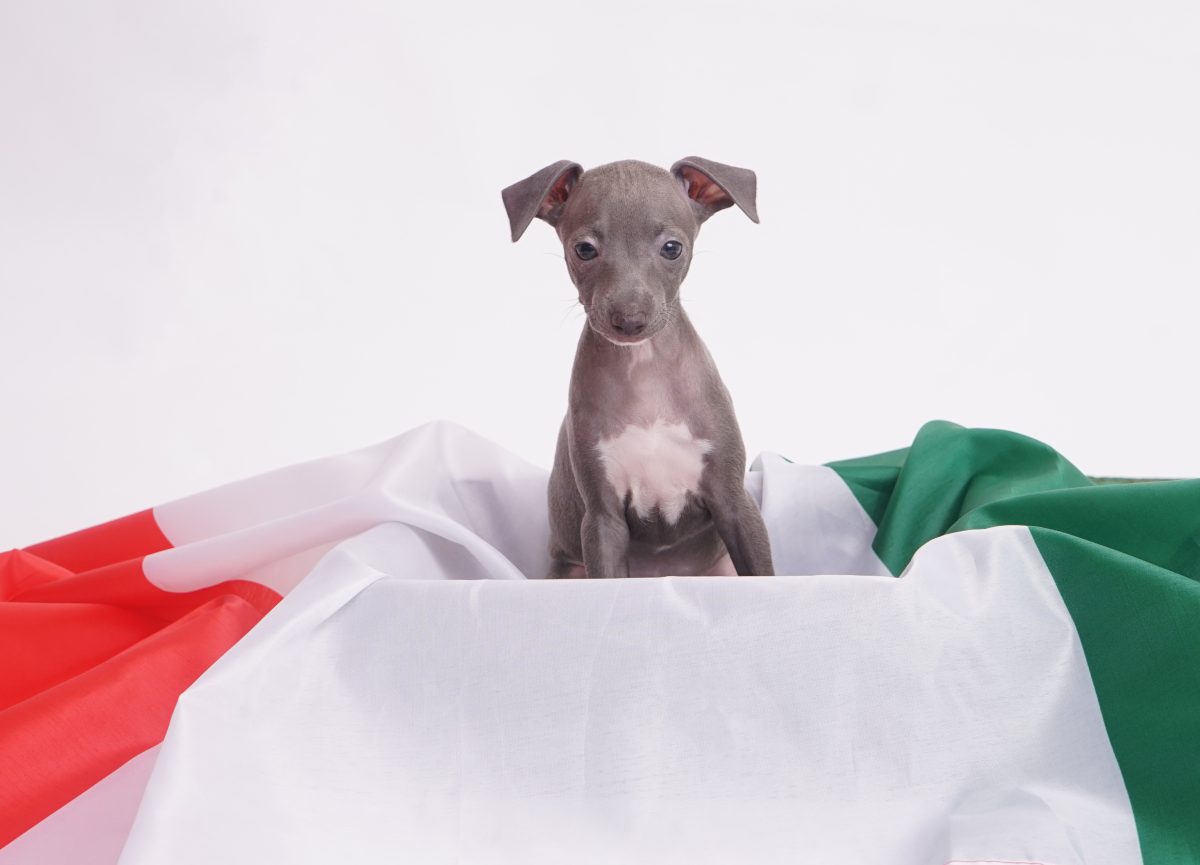 Facts about best sale italian greyhounds