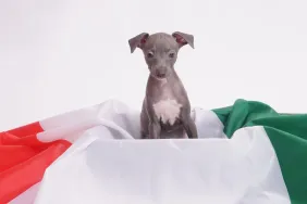 Cute Italian Greyhound puppy against a white background, sitting on Italy's flag.