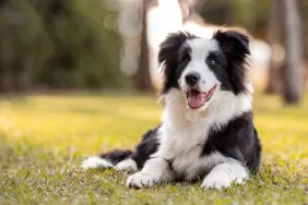 Black and white Border Collie, like the one a girl is organizing a Christmas pet drive in memory of.