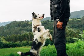 Border Collie in a training class, like the one the controversial dog trainer who was met with protests holds.