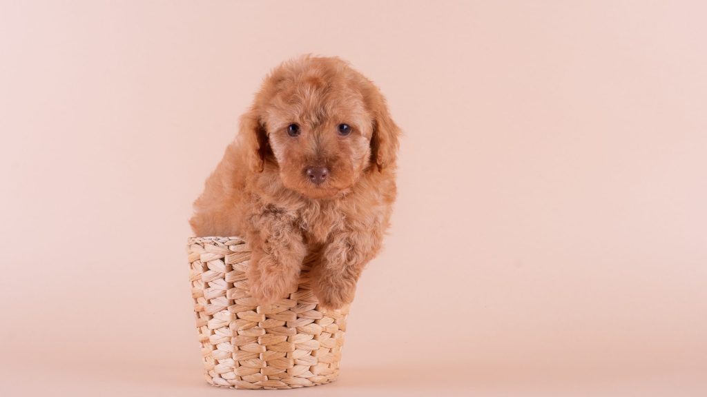 Cute Teacup Poodle on a beige background.