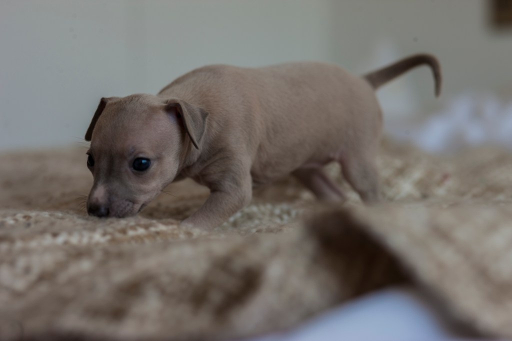 Cute Italian Greyhound puppy.