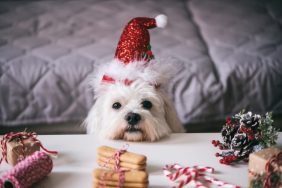 Maltese dog with Christmas hat waiting to eat cakes like those being prepared by Paris Hilton and Demi Lovato.