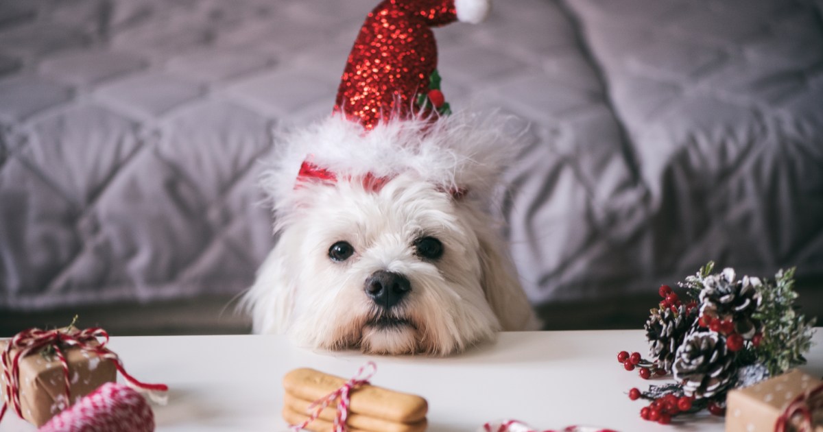 Paris Hilton, Demi Lovato Bake PetFriendly Cakes for Holidays