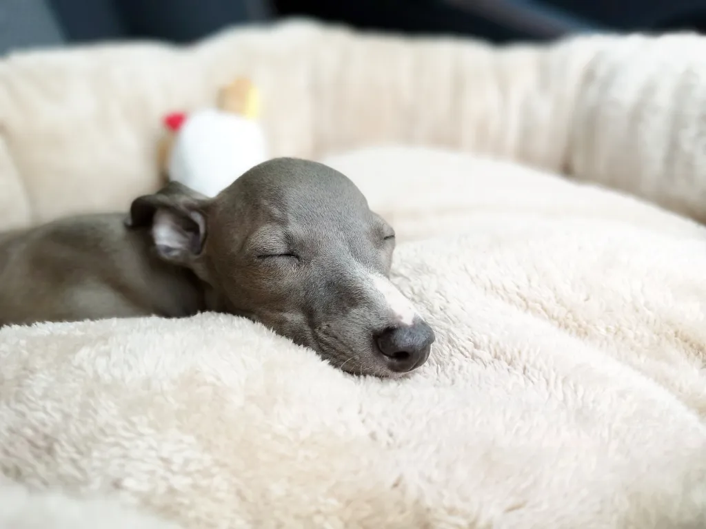 Closeup of Italian Greyhound puppy sleeping on a pillow.