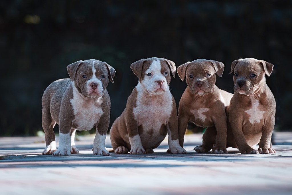 Four American Bulldogs sitting side by side and looking at the camera.