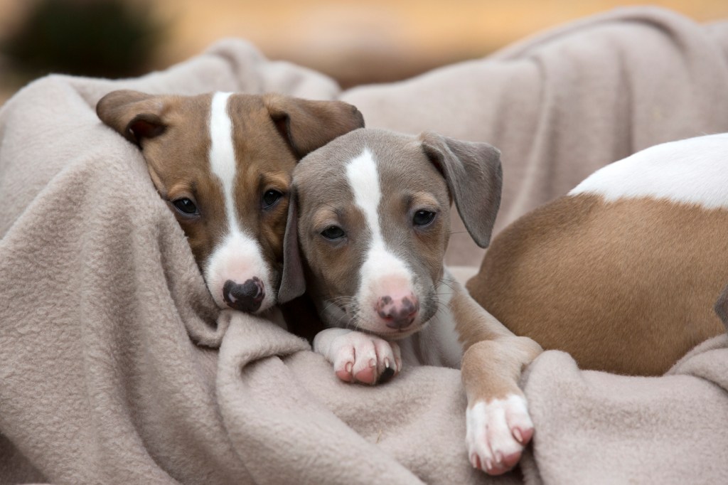 Two cute fawn and white Italian Greyhound puppies.