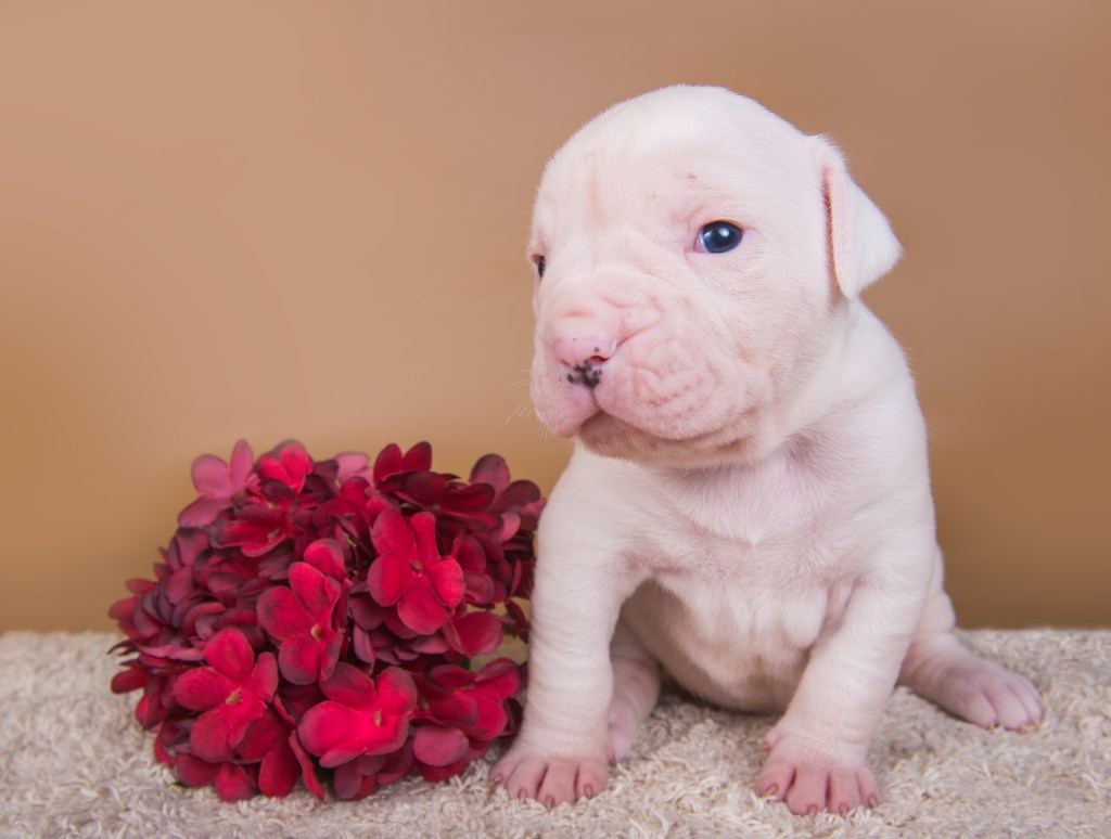Small white American Bulldog puppy with flowers.