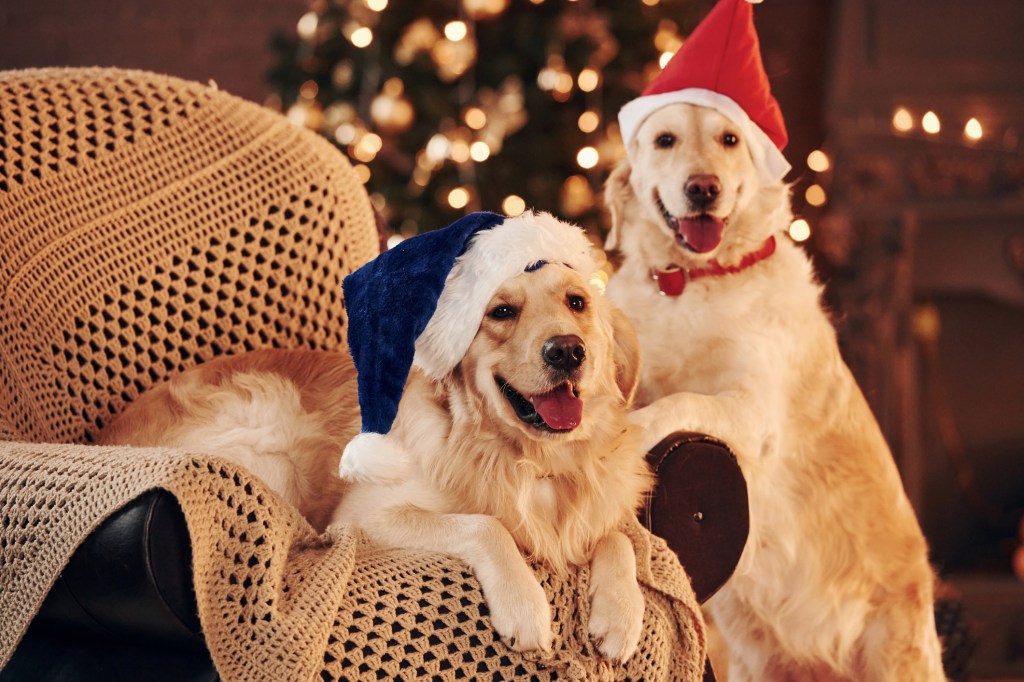 Two Golden Retrievers at home celebrating Christmas.