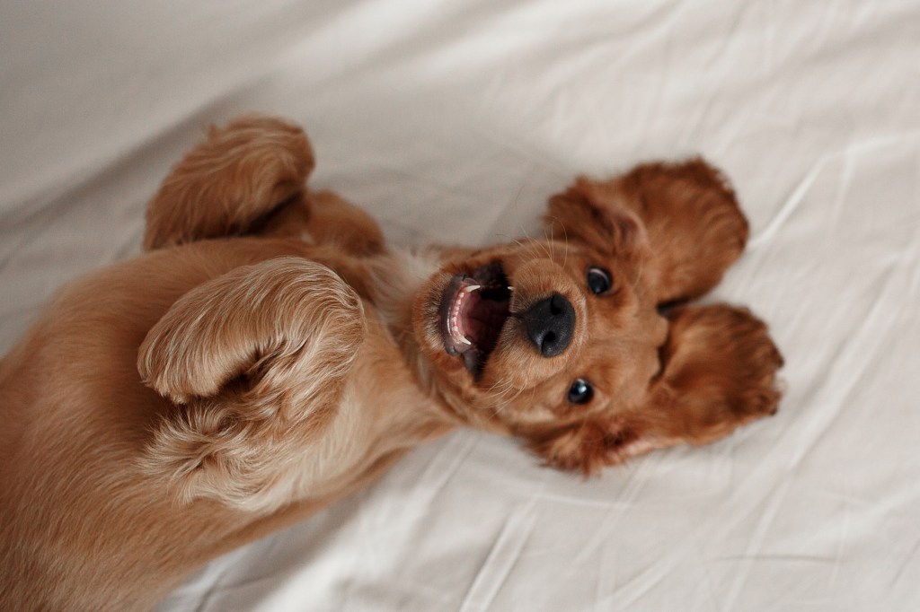 Cocker Spaniel puppy smiling during a photo shoot.