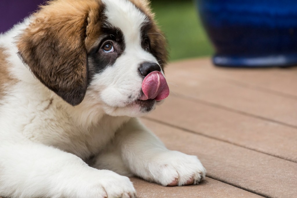 Three month old Saint Bernard puppy licking lips.