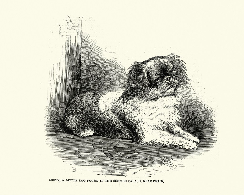 Vintage illustration of Looty, Little Pekingese dog found in Summer Palace, Near Pekin, 1861, 19th Century.