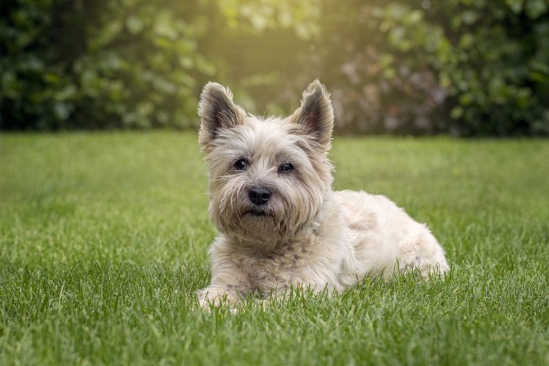 Cairn Terrier pup in the grass, similar to the Laguna Beach Shelter dog named People’s “Cutest Rescue Dog.”