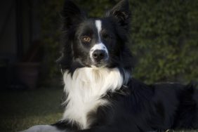 Border Collie dog in the garden, similar to the dog who died and whose owner is now facing a defamation lawsuit from the breeder.