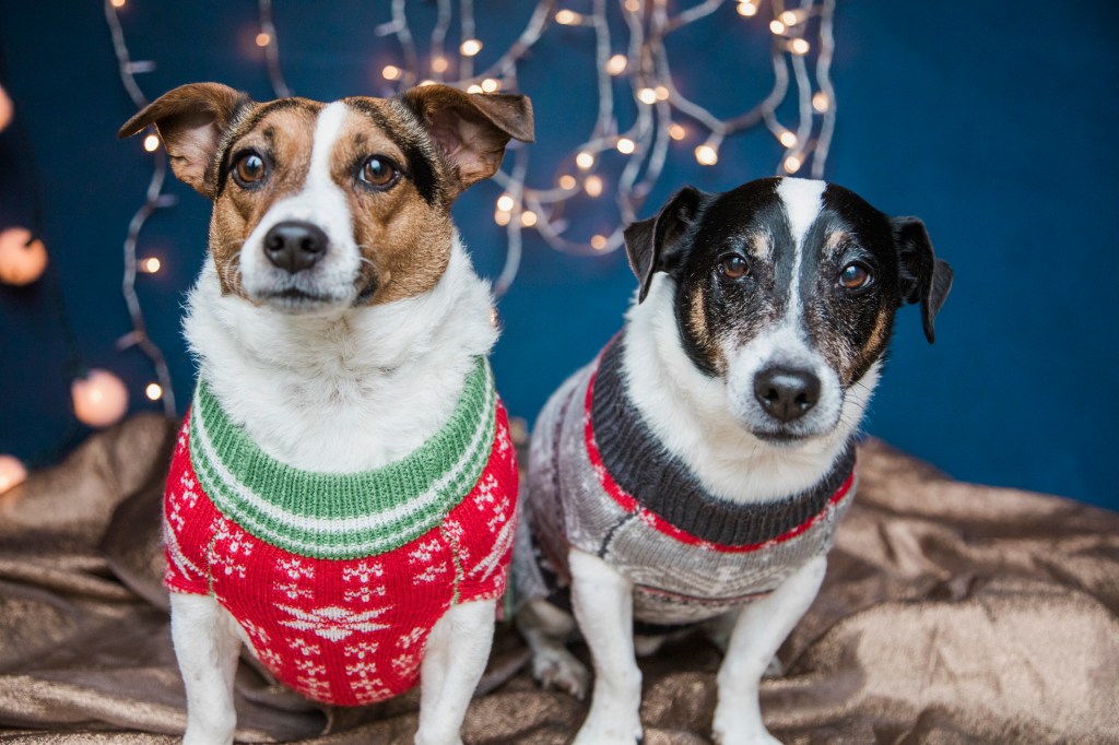 Dogs wearing Christmas jumpers.