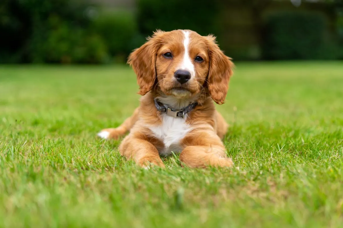 Cocker dog puppy clearance