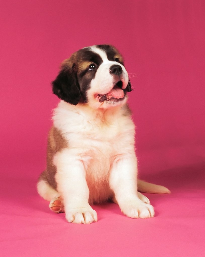 St. Bernard puppy on pink backdrop.