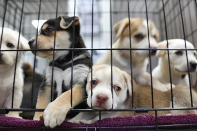 Scottish SPCA cautions families regarding criminal gang links to online puppy sales during Christmas. Pictured here are puppies in a crate.