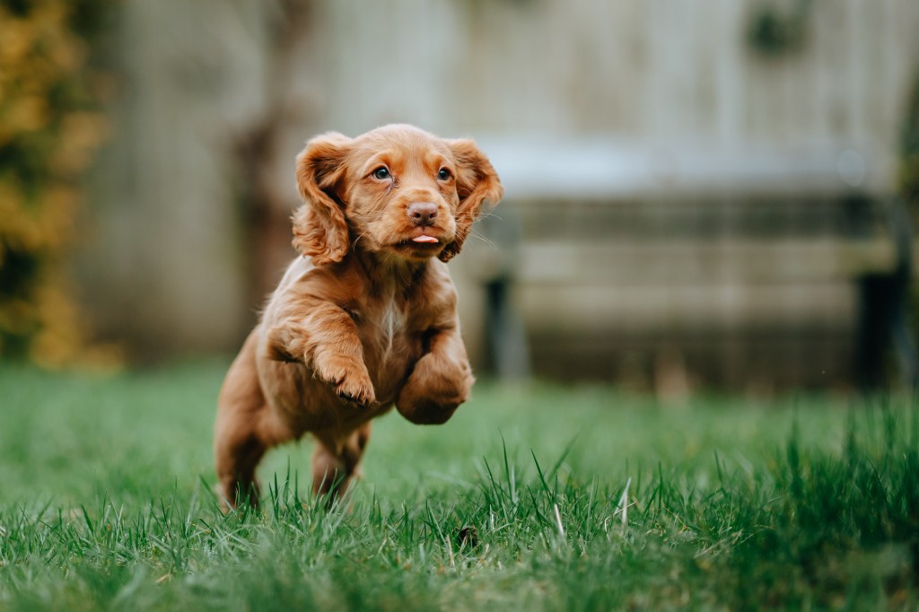 Cocker Spaniel puppy running outdoors.