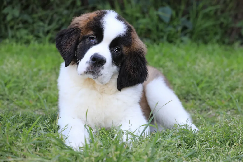 Saint Bernard puppy with sweet expression.