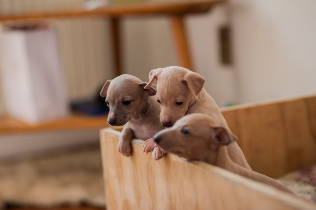Italian Greyhound puppies looking out from a box.