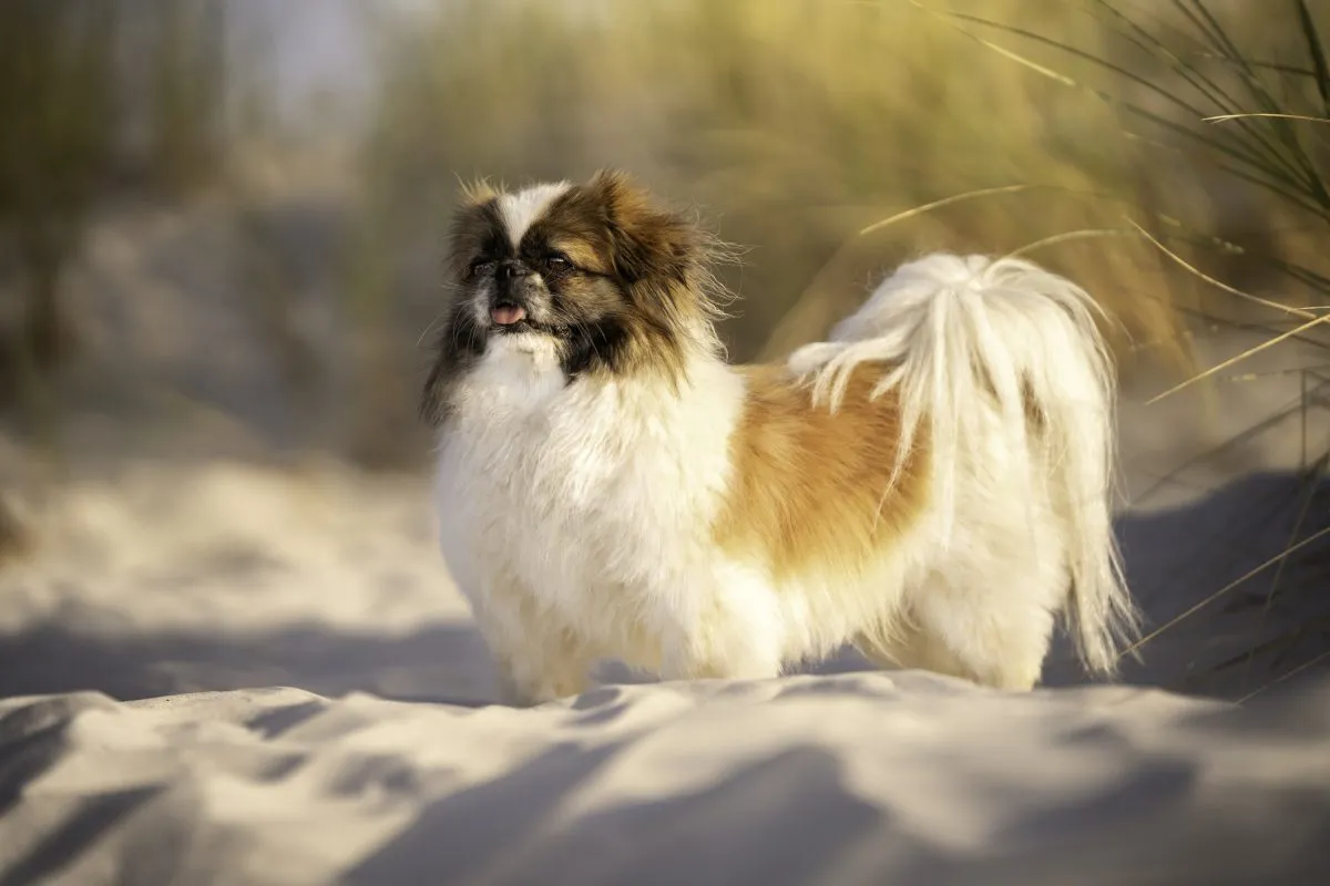 Pekingese origin store