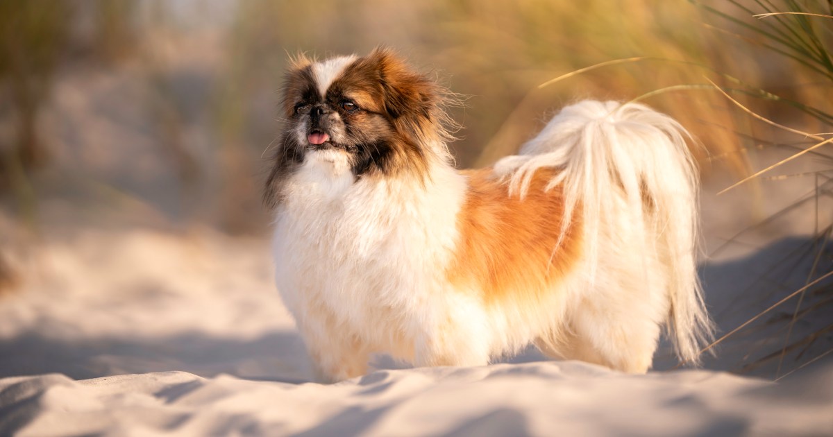 Parti colored pekingese clearance