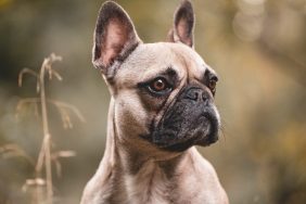 A Brown French Bulldog looking sideways like the stolen French Bulldog in Maplewood, Minnesota.