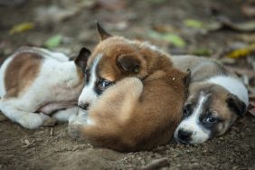 Three puppies similar to the ones who got abandoned in South Jersey last week that PETA now offers a reward to find the person responsible for abandoning them.