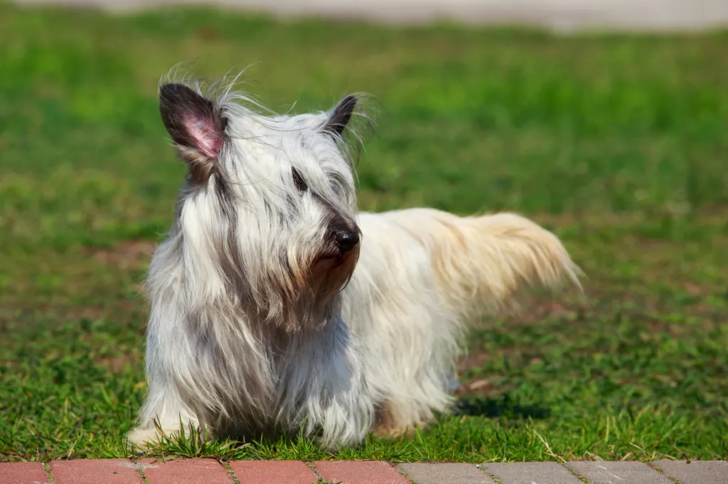 The cream colored Skye Terrier, a vulnerable dog breed facing extinction, stands on green grass.