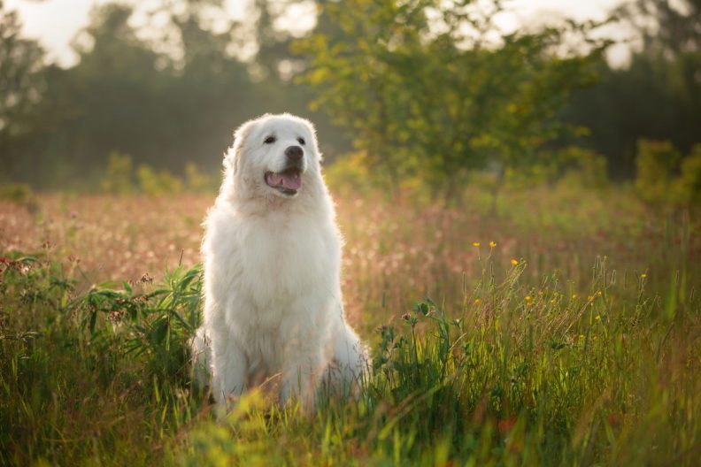 A Maremma Sheepdog, similar to the one who's been guarding a flock of turkeys in Somerset, England.