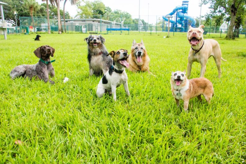 Six dogs hanging out together in a dog park like Sacramento's permanent off-leash dog park being envisioned now.