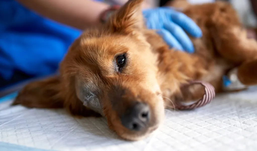 Sick and bitten dog, looking at the camera during medical check-up in a veterinary clinic. Dog may be experiencing Gabapentin side effects.