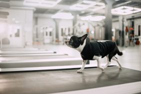 A dog walking on the treadmill, similar to the dogs in the newly launched mobile gym.