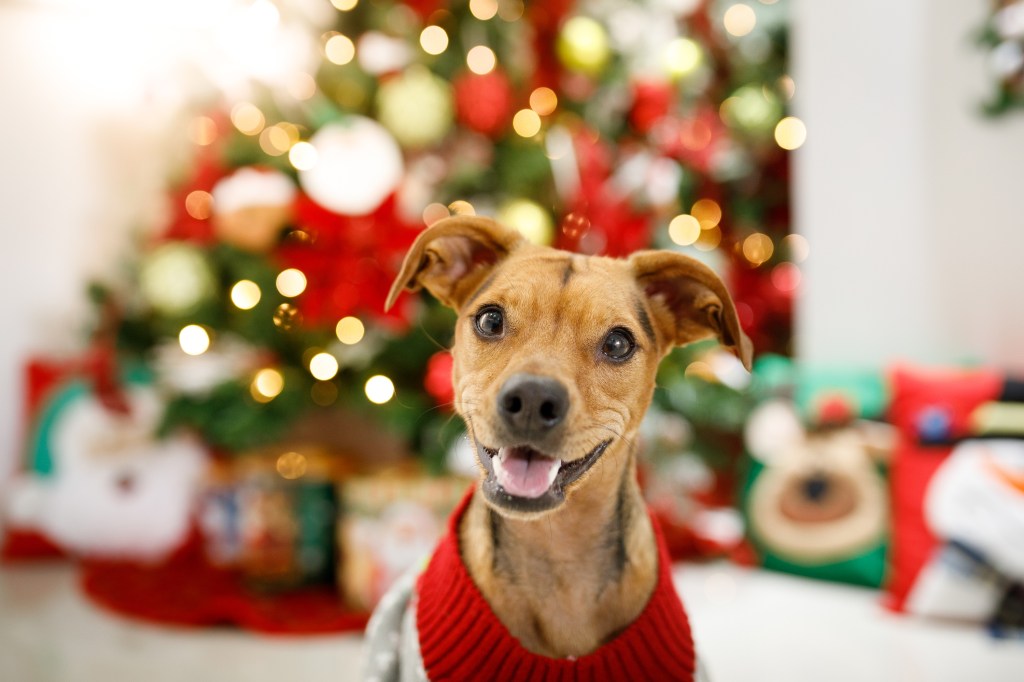 Happy dog in front of a christmas tree wearing christmas sweater