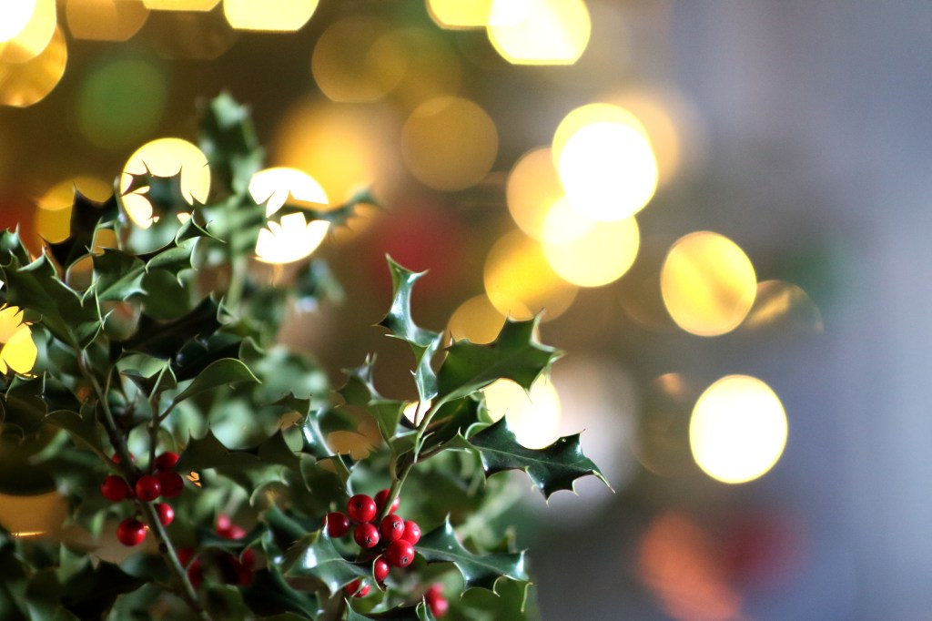 christmas lights and a holly plant, a holiday hazard for dogs
