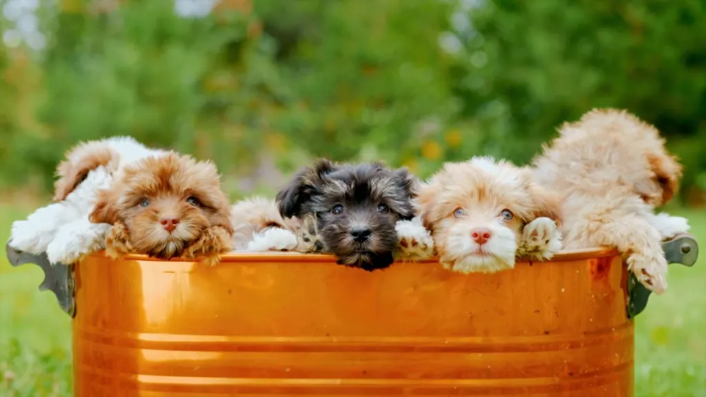 A brown metal trough from which many cute Shih-Poo dog puppies peeping over the edge