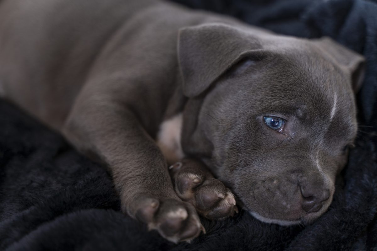 Gray pitbull puppy with blue eyes top