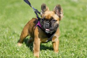 Exploring the History and Charm of French Bulldogs