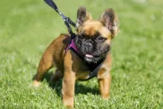 Long-haired, Fluffy French Bulldog Puppy on leash.
