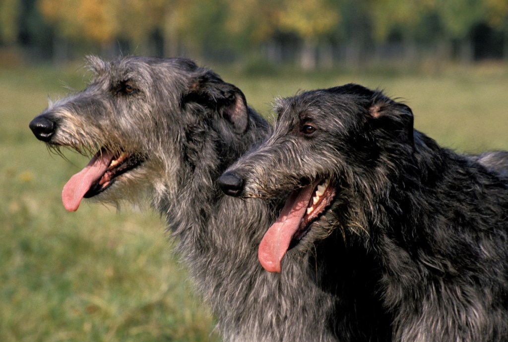 Two Scottish Deerhounds, a dog breed facing extinction, stand with tongues out, panting.