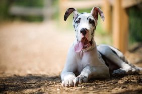 Great Dane puppy sited with tongue out, like the Great Dane puppy rescued from an old well in North Carolina.