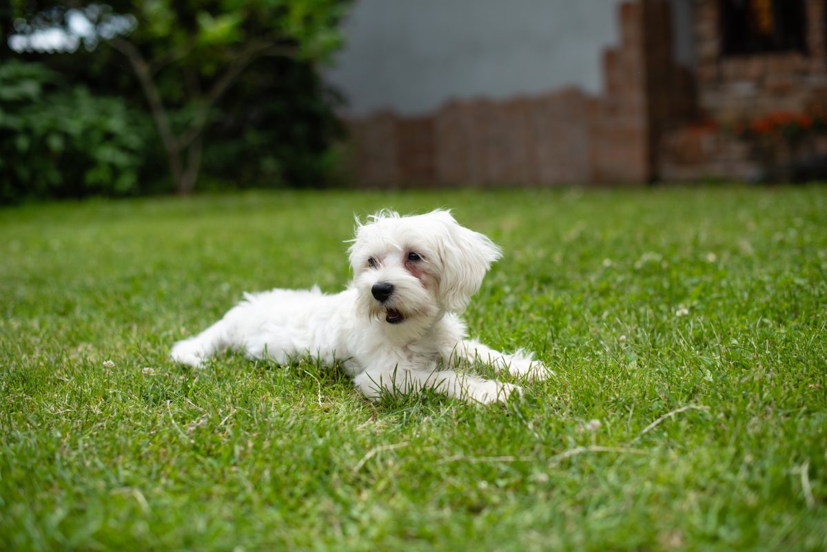 Maltese rescue clearance