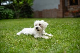 A white Maltese on the ground, like the North Carolina stray dog who is flown to Chattanooga to get the medical help it needs.