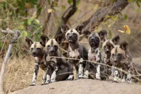 A pack of African wild dog puppies, similar to the ones being raised by a Golden Retriever at the Potawatomi Zoo in Indiana.