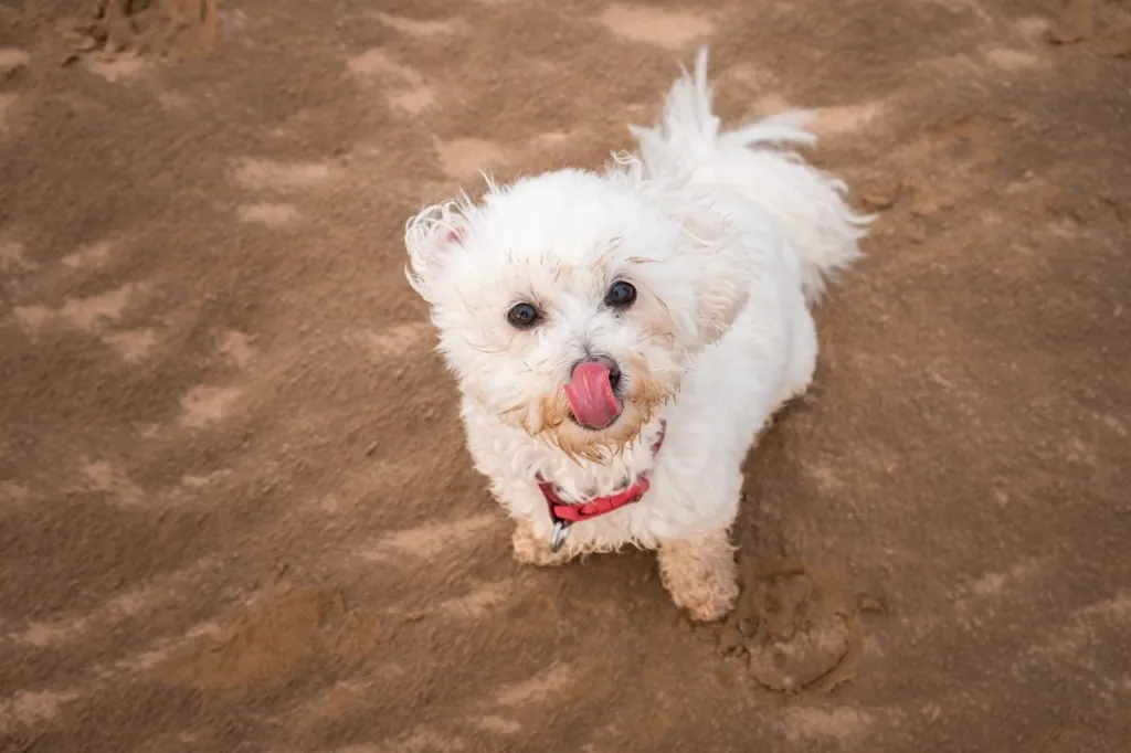 A high angle shot of a fluffy white Shih-Poo dog sitting on a beach and looking up at the camera while licking her nose.