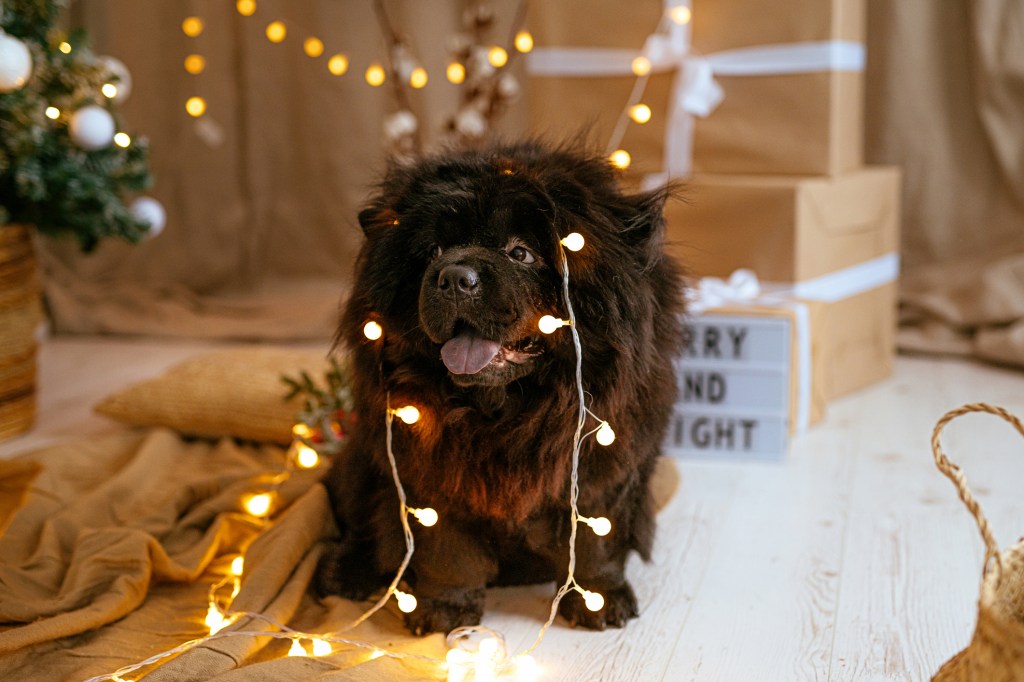 Black adult Chow Chow dog celebrating Christmas holiday wearing a light garland at home, a potential danger.