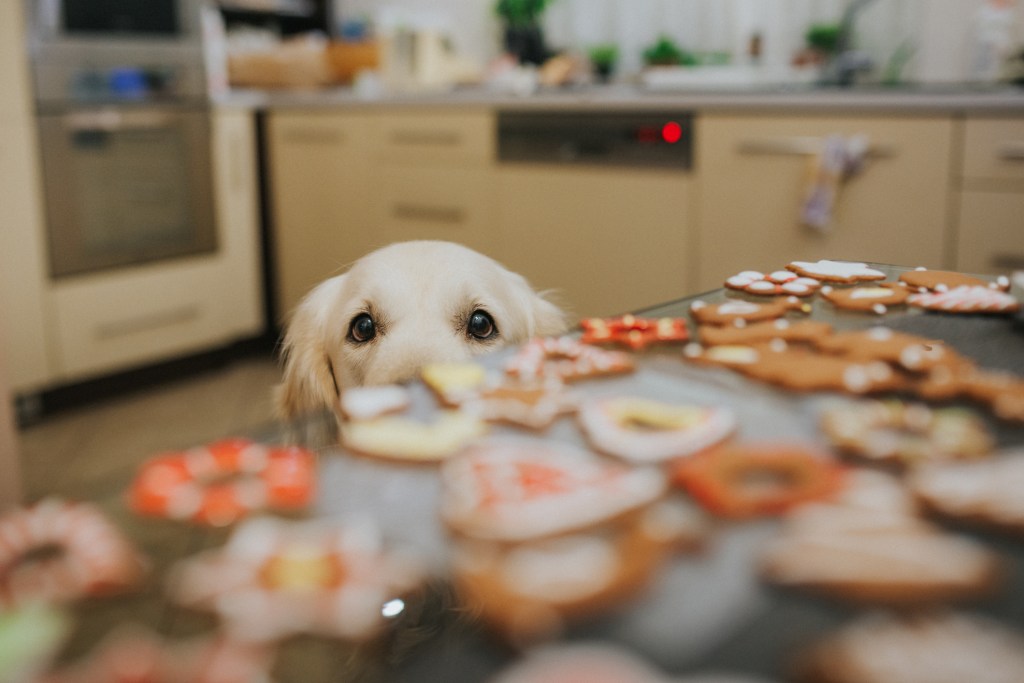 cute dog staring at christmas cookies on the counter