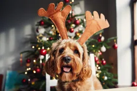 Dog wearing antlers in front of a Christmas tree, a potential holiday hazard for dogs.